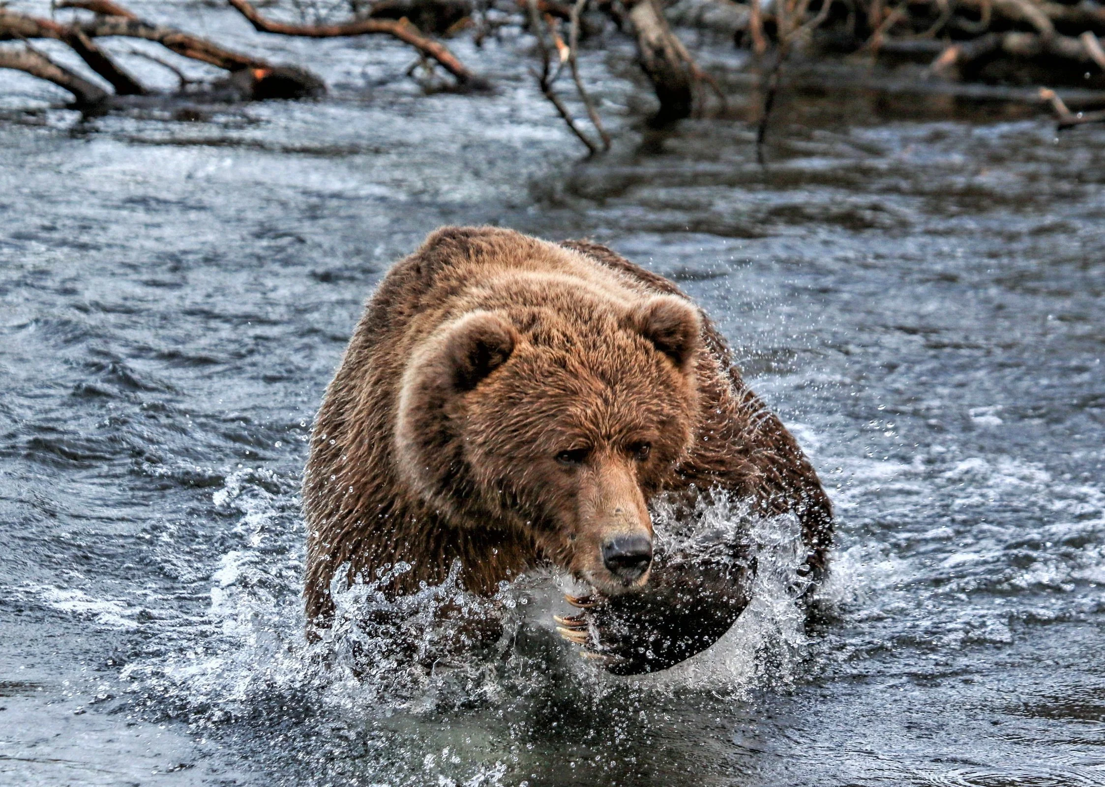Kodiak Bear Camp | Explore & Capture Bears — Book Now — Scott